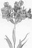 Alstroemeria%20hybrida%20%27Zalsatista%27