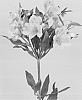 Alstroemeria%20hybrida%20%27Zalsaros%27
