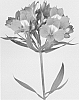Alstroemeria%20hybrida%20%27Zalsatenz%27