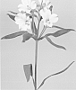 Alstroemeria%20hybrida%20%27Zalsatha%27