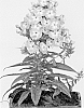 Phlox%20paniculata%20%27Versoldpink%27