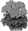 Pelargonium%20zonale%20%27Duetemezle%27