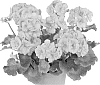 Pelargonium%20zonale%20%27Duevico13%27