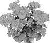 Pelargonium%20zonale%20%27Duesaoran%27