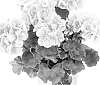 Pelargonium%20zonale%20%27Duesalisal%27