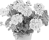 Pelargonium%20peltatum%20%27Duegboflav%27