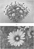 Osteospermum%20hybrida%20%27SAKOST8340%27