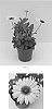 Osteospermum%20ecklonis%20%27Balostlueye%27