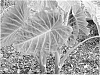Colocasia%20hybrid%20%27Imperial%20Gigante%27
