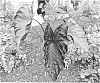 Colocasia%20hybrid%20%27Electric%20Blue%20Gecko%27