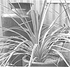 Cordyline%20australis%20%27Salsa%27
