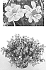 Bidens%20triplinervia%20x%20Bidens%20ferulifolia%20%27TOP%20BID%2011904%27