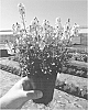 Diascia%20x%20hybrida%20%27Aurora%20Cherry%20Blossom%27