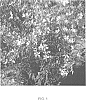 Gaura%20lindheimeri%20%27Mr.%20Liko%27