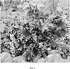 Heuchera%20hybrid%20%27Black%20Taffeta%27