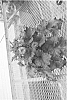 Primula%20filchnera%20x%20Primula%20sinensis%20%27HAK-P-01%27