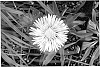 Stokesia%20laevis%20%27Divinity%27