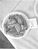 Capsicum%20annuum%20PLANT%20NAMED%20SLP2B365