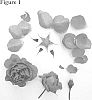 Rosa%20hybrid%20%27Poulren021%27
