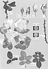 Rosa%20hybrida%2FGrandiflora%20Rose%20Plant%20%27Meilantmen%27
