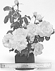 Rosa%20hybrida%20%27WEKsirjuci%27