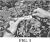 Vaccinium%20Hybrid%20%27EB%208-46%27