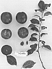 Prunus%20salicina%20%27Suplumfortysix%27