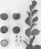 Prunus%20salicina%20%27Suplumfortyfive%27