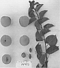 Prunus%20armeniaca%20%27Suaprithirteen%27