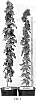 Vitis%20vinifera%20%27VDG004%27