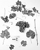 Vitis%20vinifera%20%27Sheegene-22%27