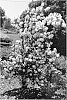 Philadelphus%20coronarius%20%27Incsnozam%27
