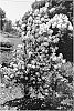 Philadelphus%20coronarius%20%27Incsnozam%27