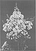 Chamelaucium%20uncinatum%20%27TITAN%27