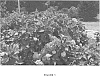 Hydrangea%20macrophylla%20%28Thunb.%29%20Ser.%20%27Bountiful%20Bouquets%27