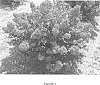 Lagerstroemia%20hybrid%20%27PIILAG-VI%27