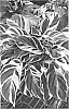 Calathea%20leitzei%20%27FUSION%20WHITE%27