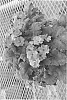 Primula%20filchnera%20x%20Primula%20sinensis%20%27HAK-P-02%27