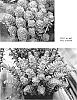 Sedum%20telephium%20%28Syn.%20Hylotelephium%20telephium%29%20%27Rosetta%27