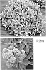 Sedum%20telephium%20%28Syn.%20Hylotelephium%20telephium%29%20%27Marina%27