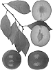 Interspecific%20Prunus%20species%20%27AUTUMN%20TREAT%27