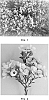 Interspecific%20Chamelaucium%20hybrid%20%28Chamelaucium%20megalopetalum%20x%20Chamelaucium%20uncinatum%29.%20%27WX%2074%27