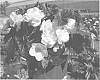Begonia%20x%20tuberhybrida%20%27Lemon%20Rose%27