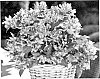 Hypericum%20x%20inodorum%20%27Ruihyh004b%27