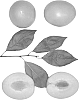 Interspecific%20Prunus%20species%20%27AMBER%20GLO%27