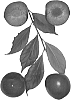 Interspecific%20Prunus%20species%20%27Crimson%20Rose%27