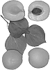 Interspecific%20Prunus%20species%20%27WESTON%27