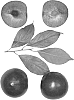 Prunus%20%27BELLA%20RED%27