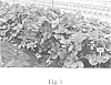 Fragaria%20x%20ananassa%20%27Dream%27