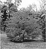 Cornus%20kousa%20x%20C.%20nuttallii%20%27KN144-2%27